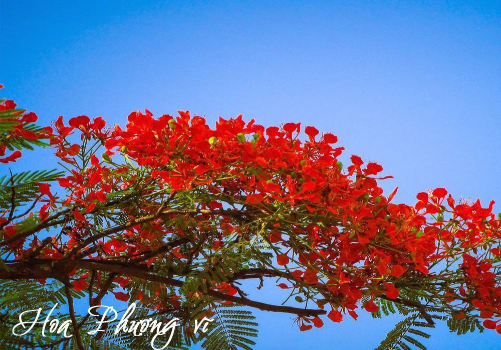 Hoa Phượng Vĩ
