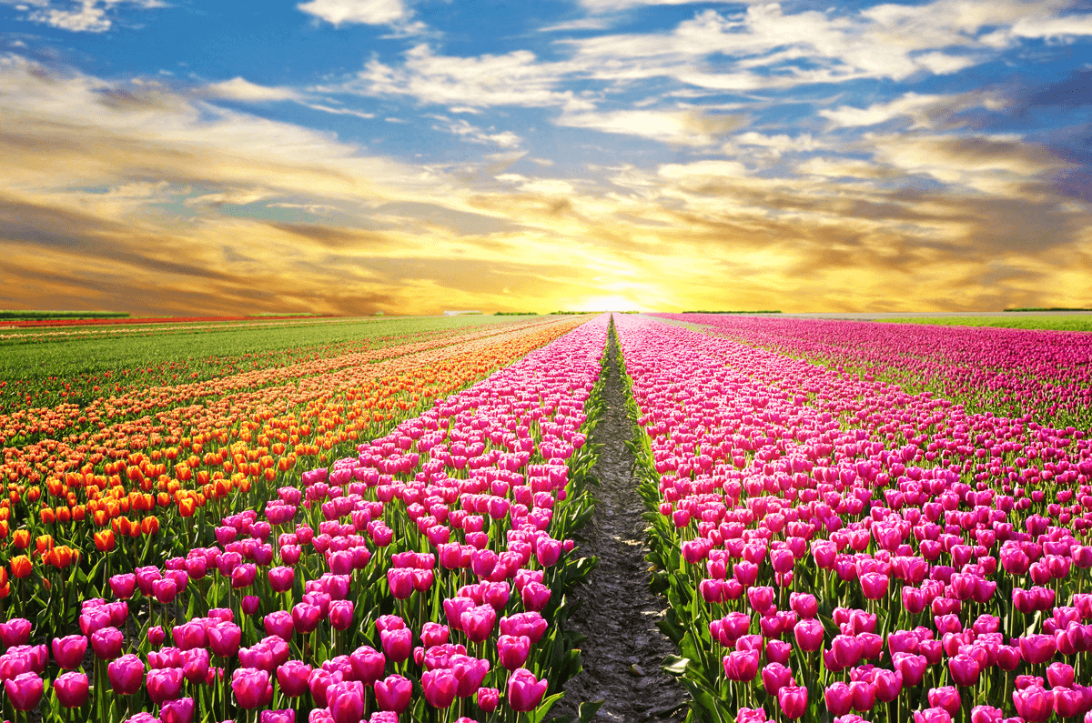 Hoa Tulip