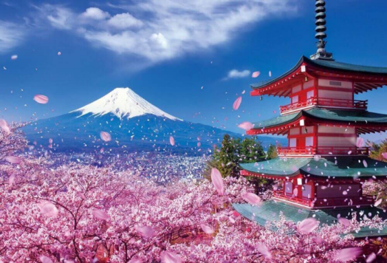 桜(さくら)