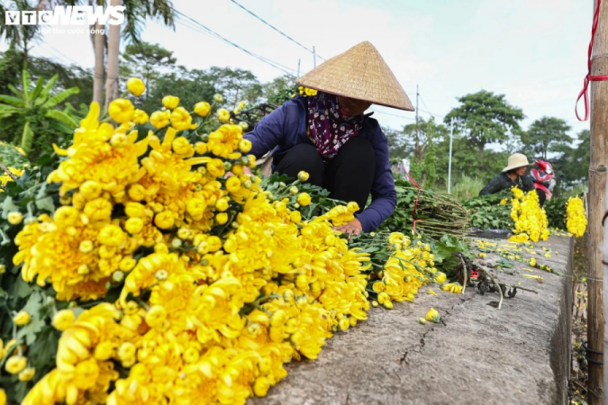 旧正月の菊の鉢、数百鉢が歩道に放置 ― クアンナム省タムキー市