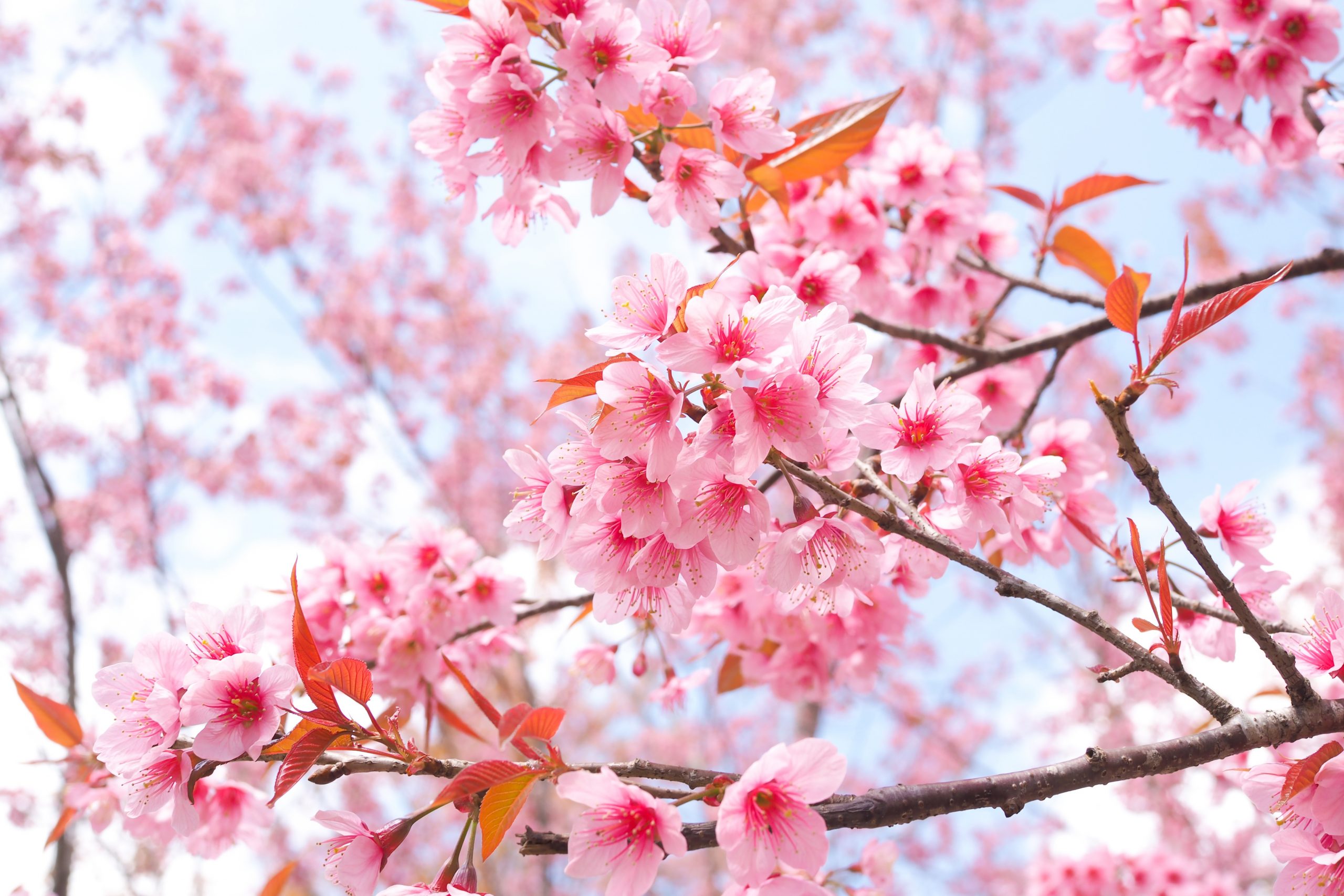 sakura.jpg