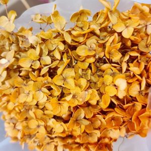 Dried Orange Hydrangea Bloom